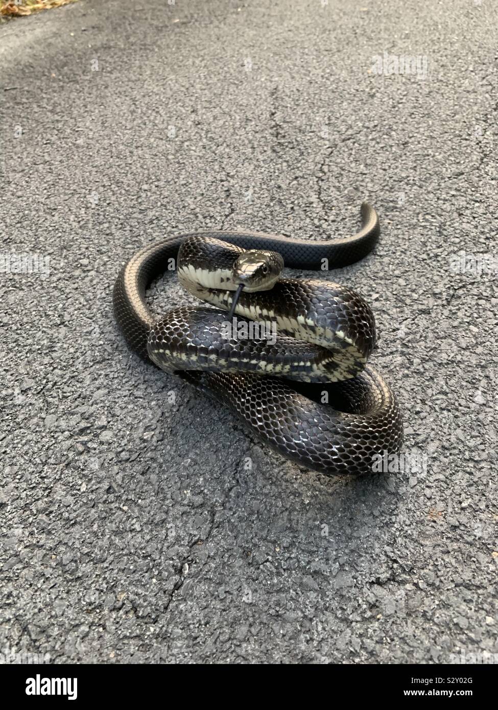 Black rat snake in road  ready to strike ouch Stock Photo