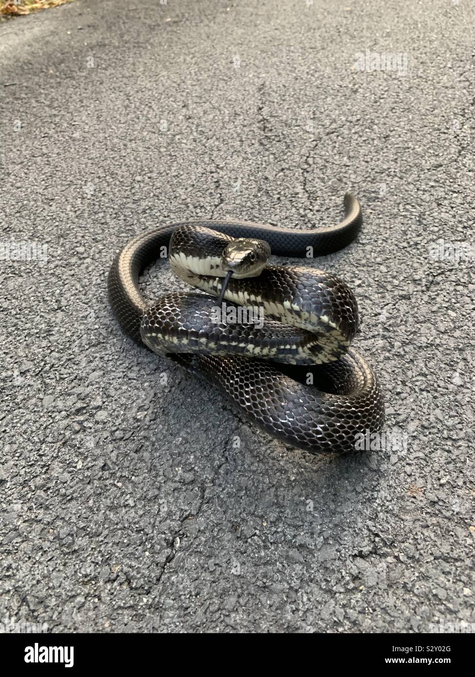 Black rat snake in road  ready to strike , ouch on country road in the Hudson Valley New York USA - Smartphone Captured Stock Image
