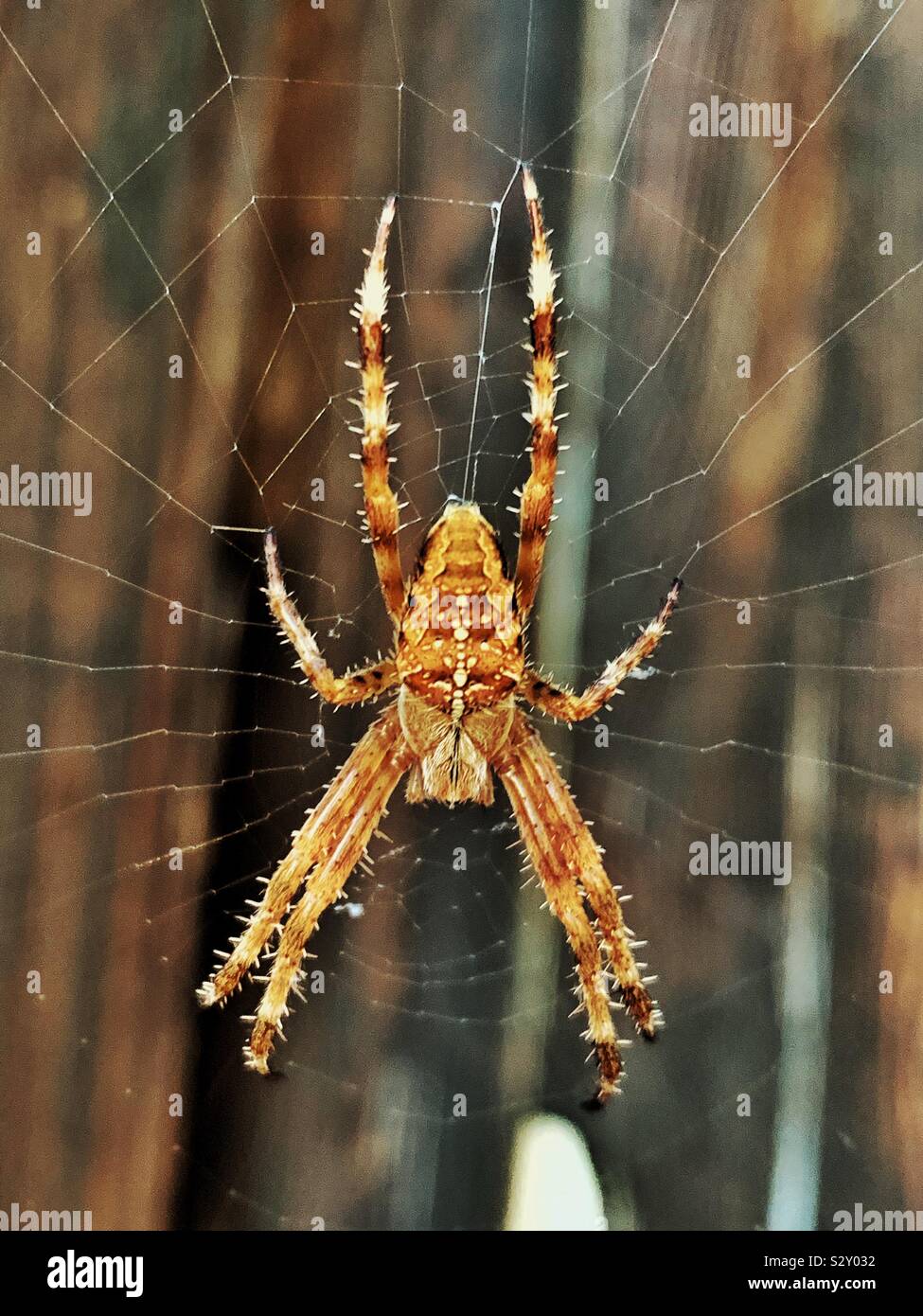 Spider in web Stock Photo