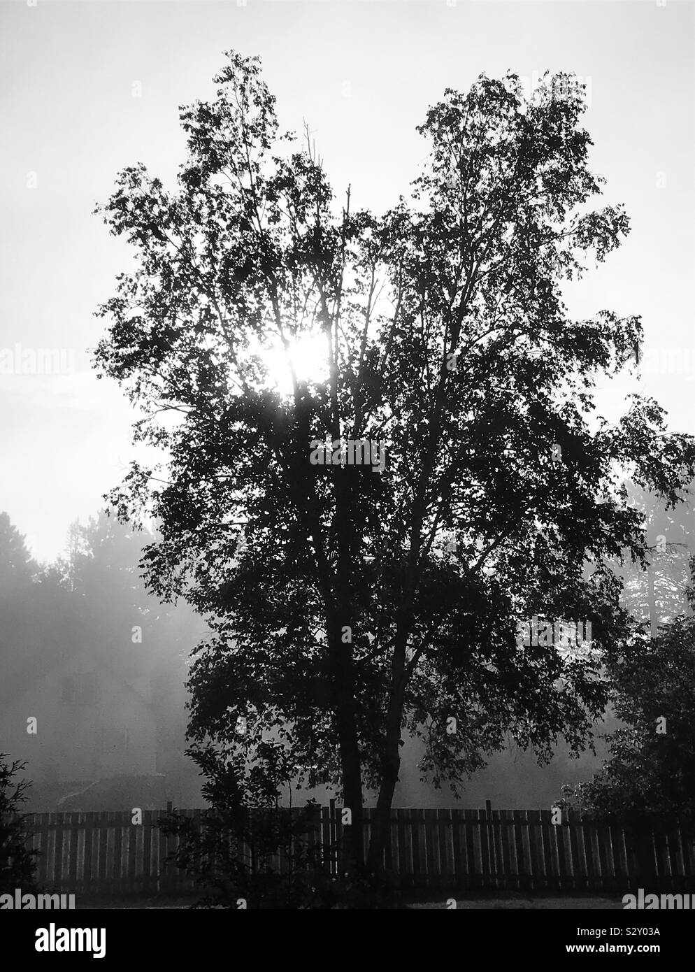 Sunrise through oak trees Black and White Stock Photo - Alamy