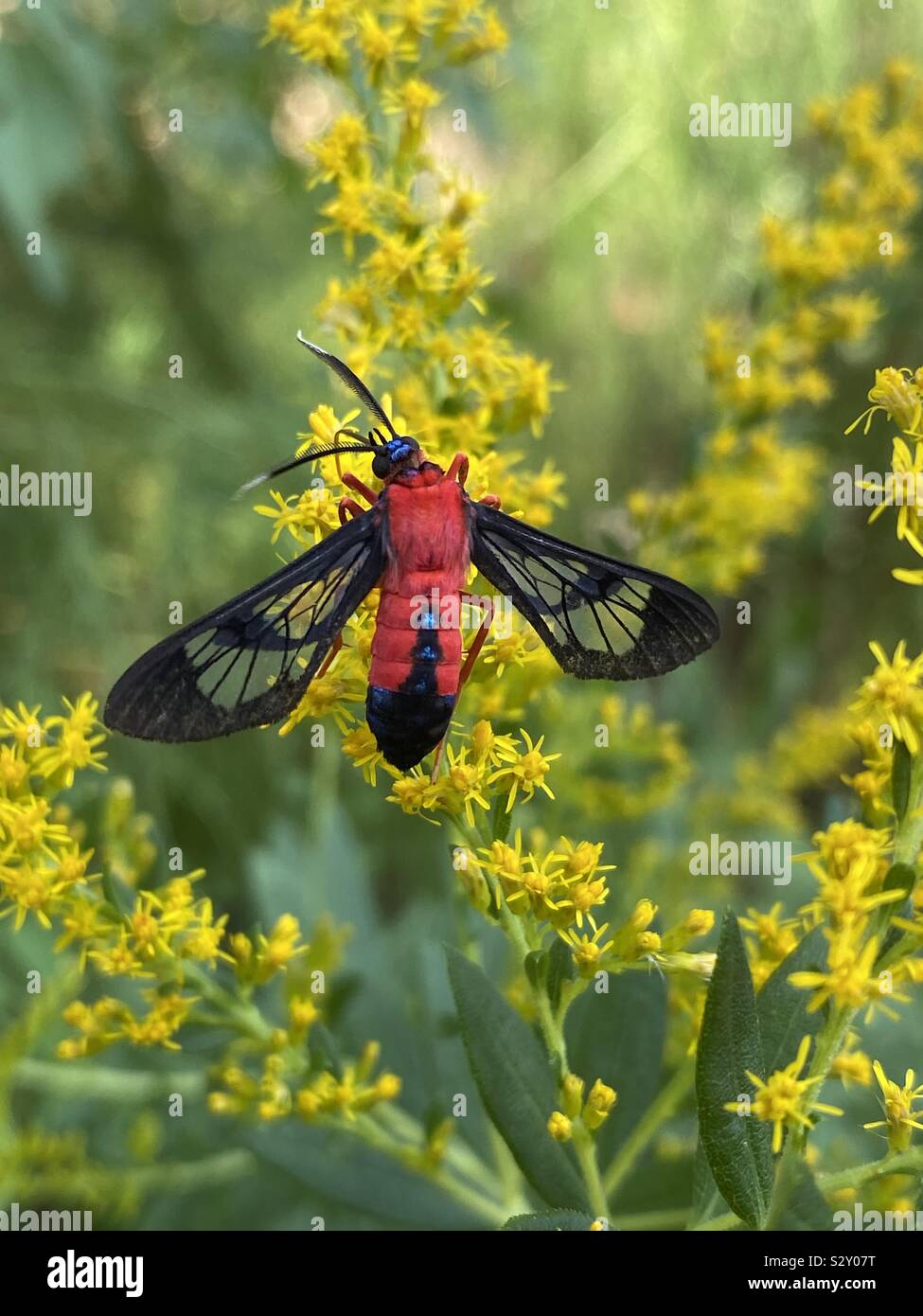 Scarlet red wasp moth on goldenrod plant blooming - Smartphone Captured Stock Image