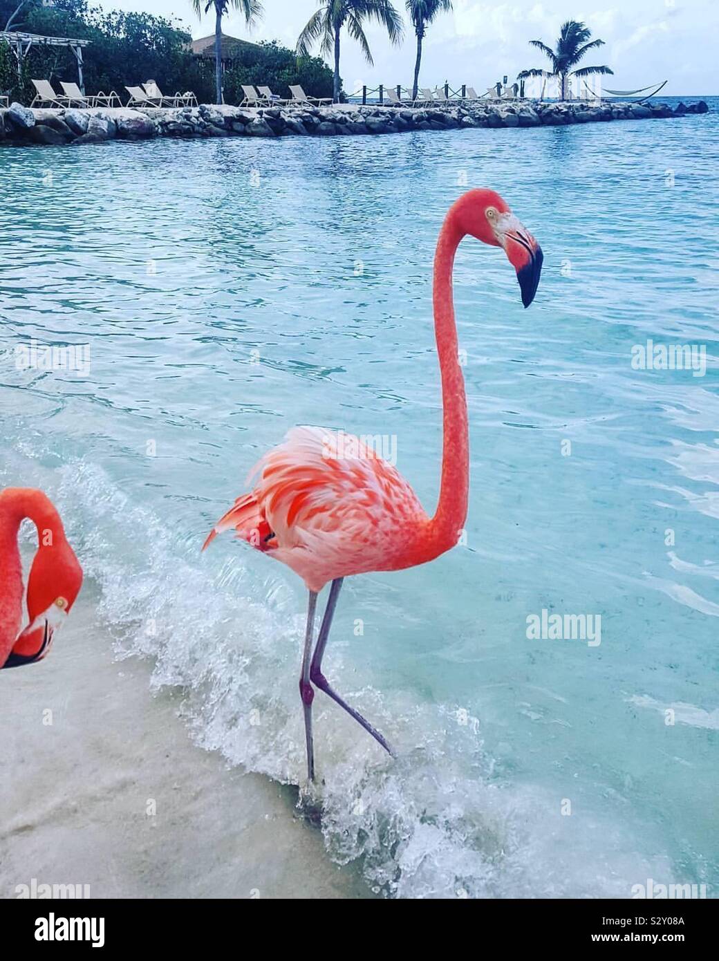Renaissance aruba flamingo hi-res stock photography and images - Alamy