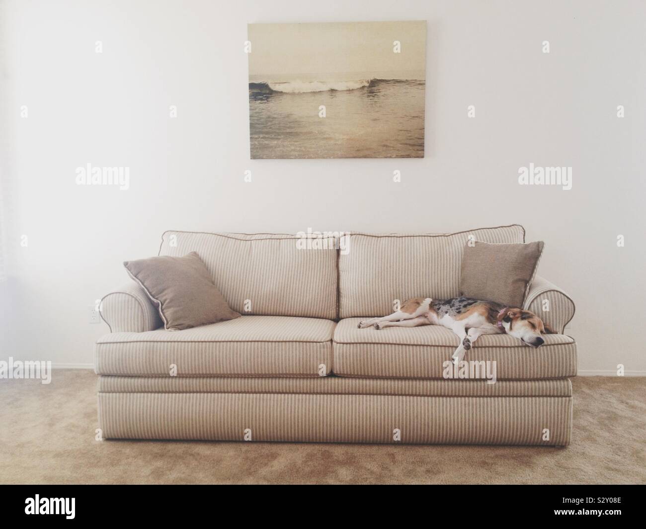 Adorable pup taking a nap on a couch Stock Photo Alamy