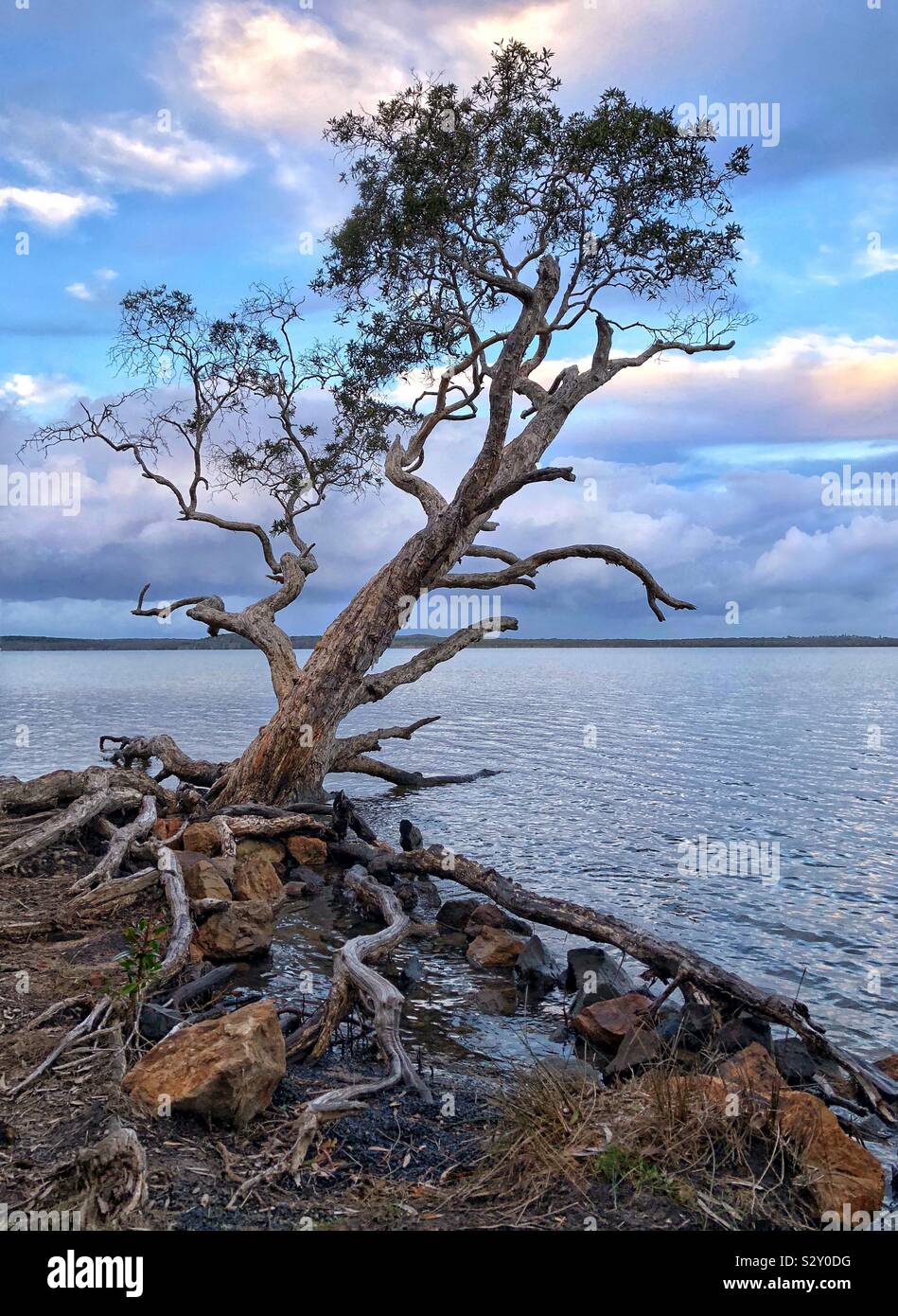 Lone Tree tree clinging to rocks Lake Weyba Sunshine Australia - Smartphone Captured Stock Image