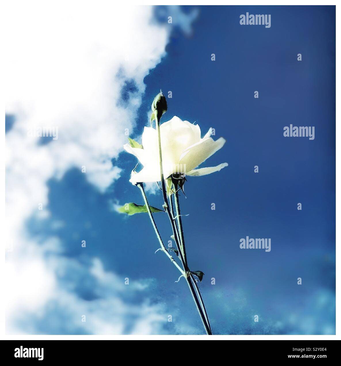White rose, blue sky Stock Photo - Alamy