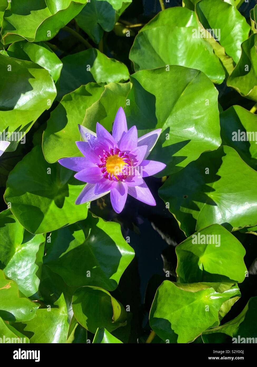 Beautiful purple water lily in full bloom. Stock Photo
