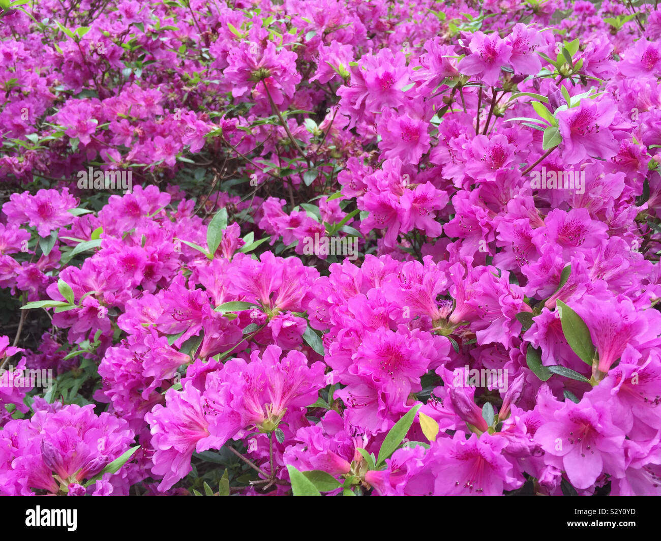 Close up of pink colored azalea flowers in bloom in a backyard southern USA garden. Stock Photo