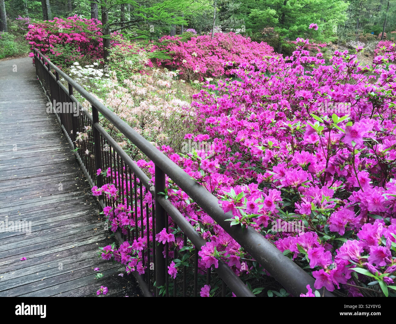 Landscaped garden filled with colorful azalea flowers in bloom growing alongside a wooden footbridge. Stock Photo