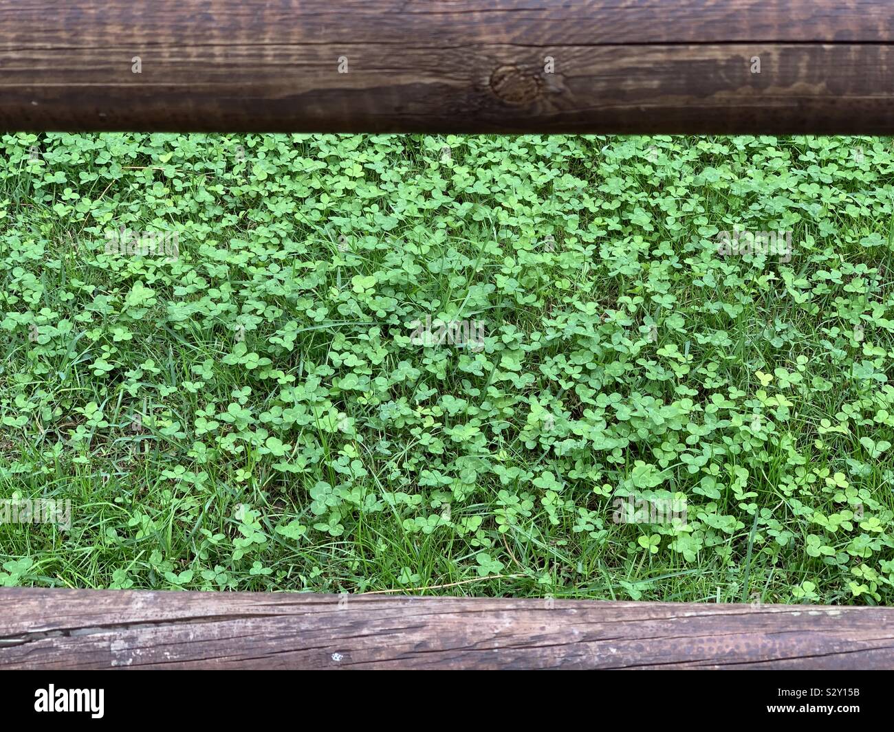 Grass lawn of clovers portrait Stock Photo
