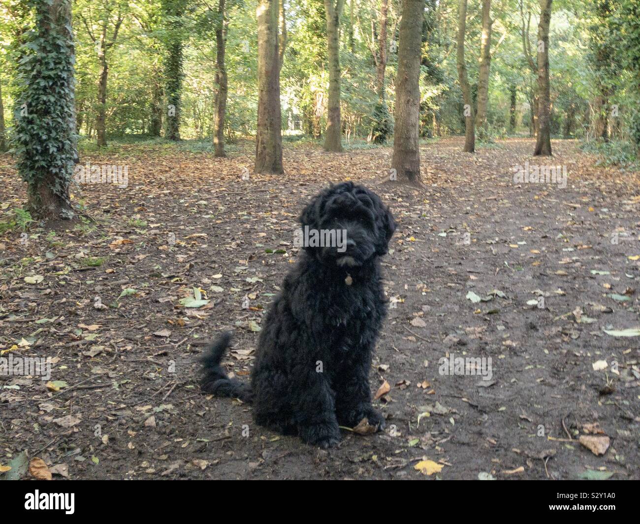 A Portuguese Water Dog puppy sitting in the woods in autumn Stock Photo