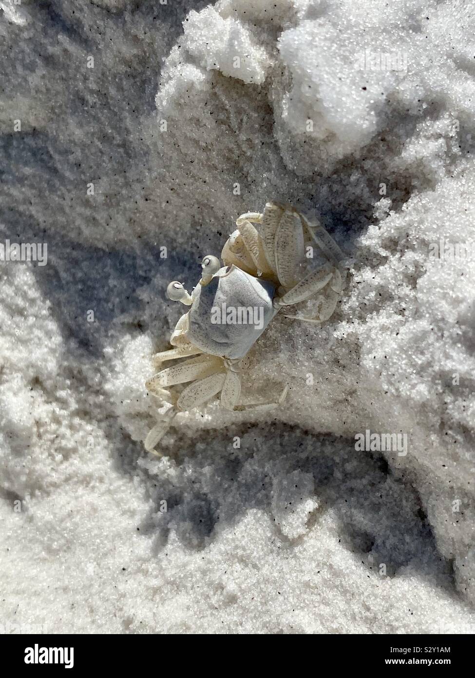 Small white crab sitting on white sand beach Stock Photo