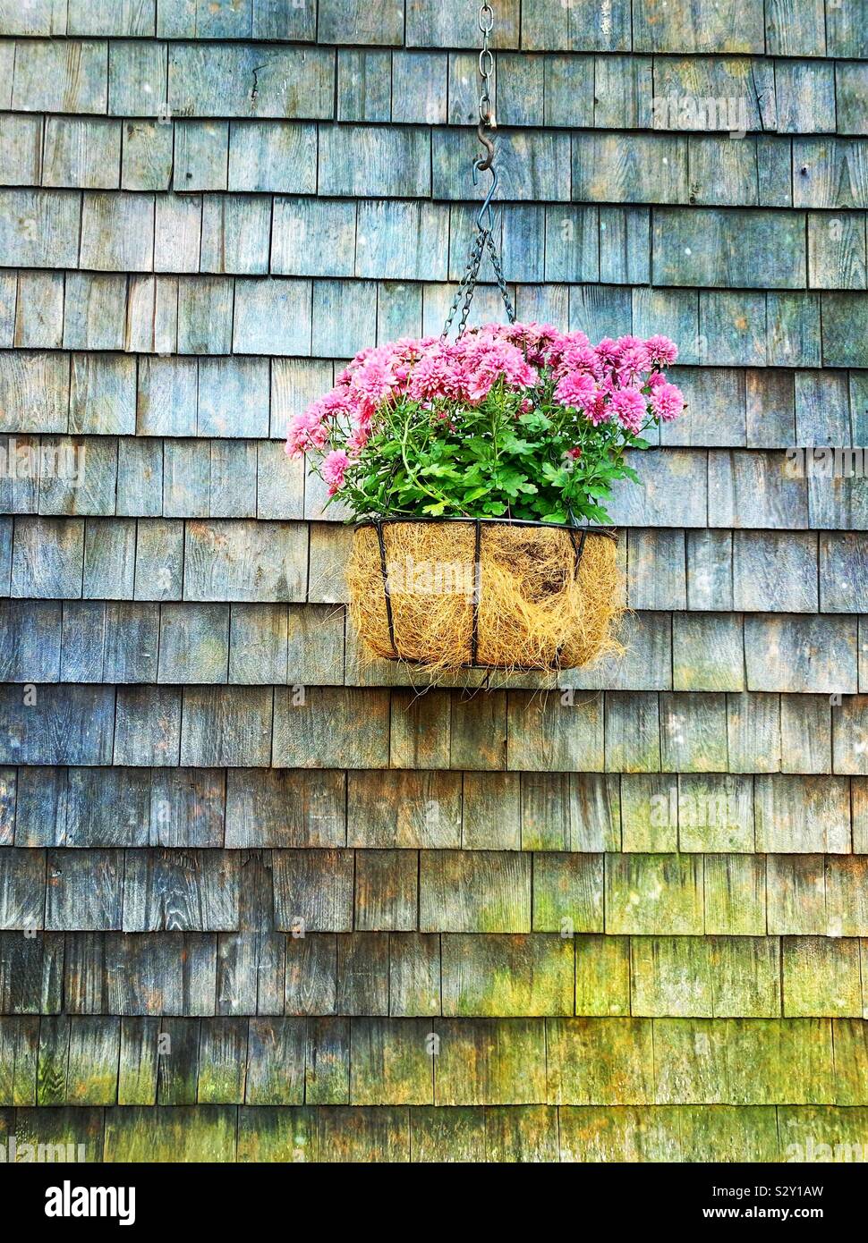 Hanging basket of autumn chrysanthemum flowers against an aged wood shingle wall. Stock Photo
