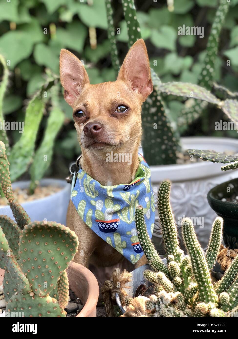 Chihuahua with bandana hot sale