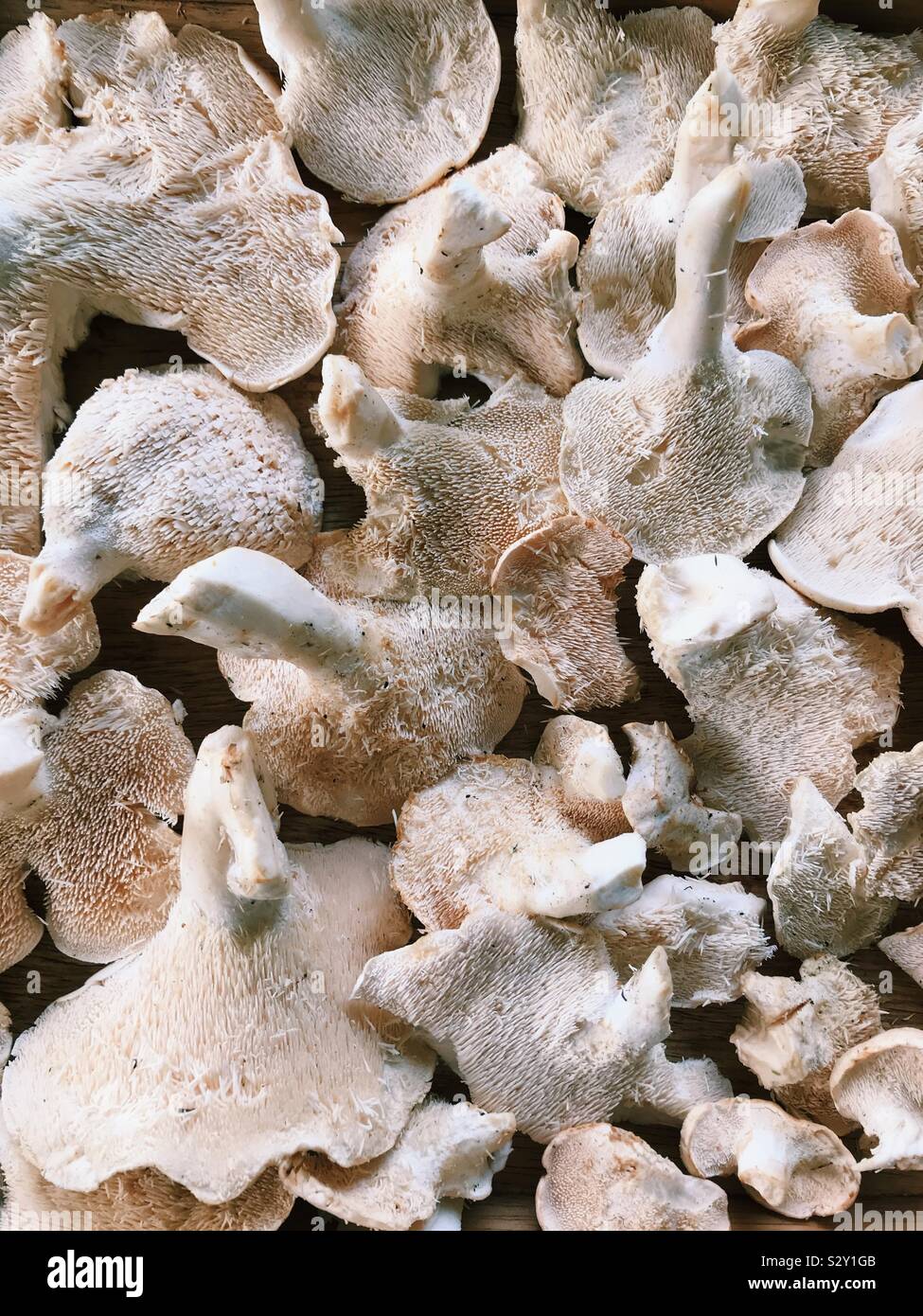 Wild hedgehog mushrooms (Hydnum umbilicatum) foraged in Northumberland, England. Stock Photo