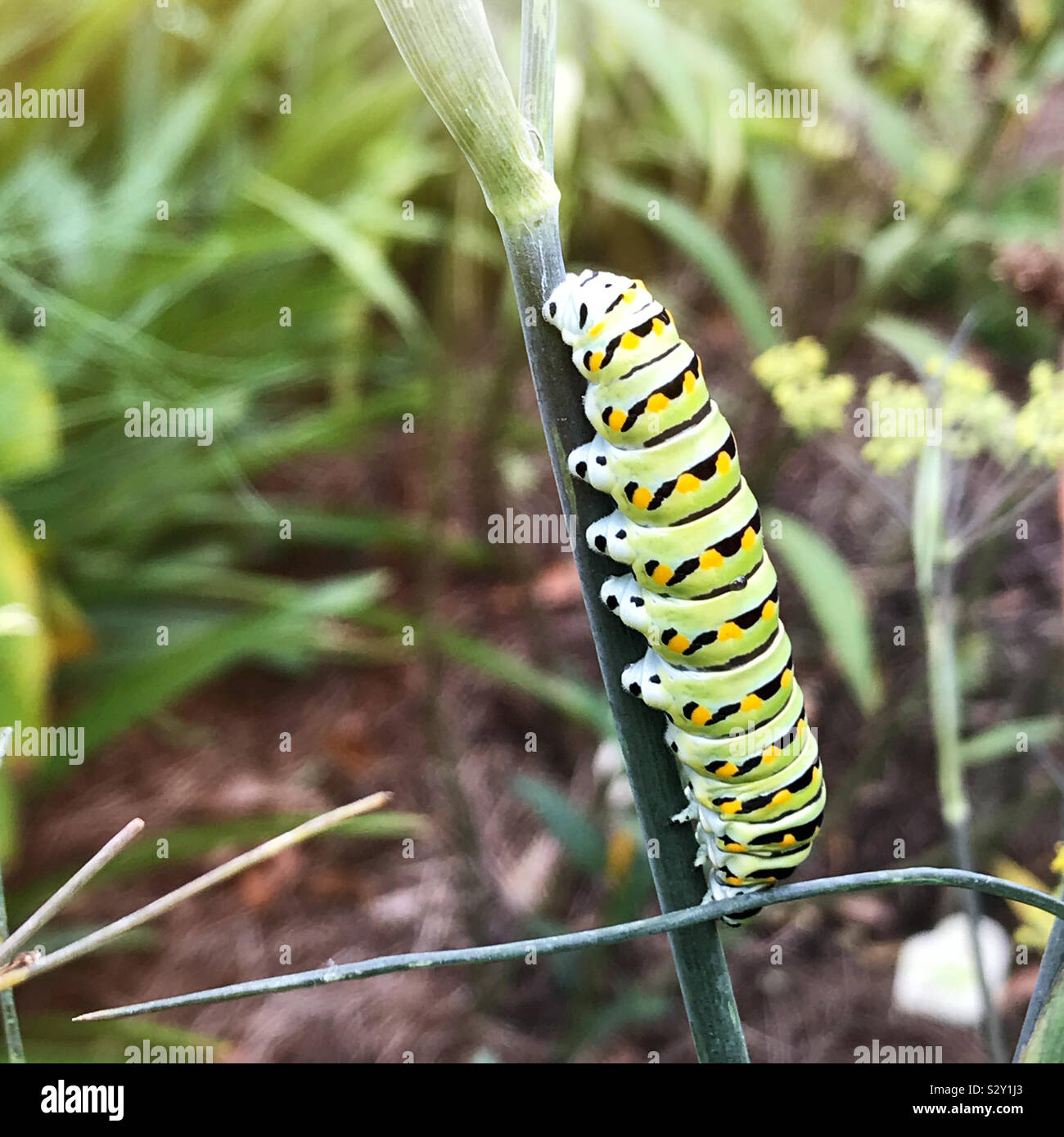 The life cycle of the black swallowtail butterfly during its caterpillar stage. Stock Photo