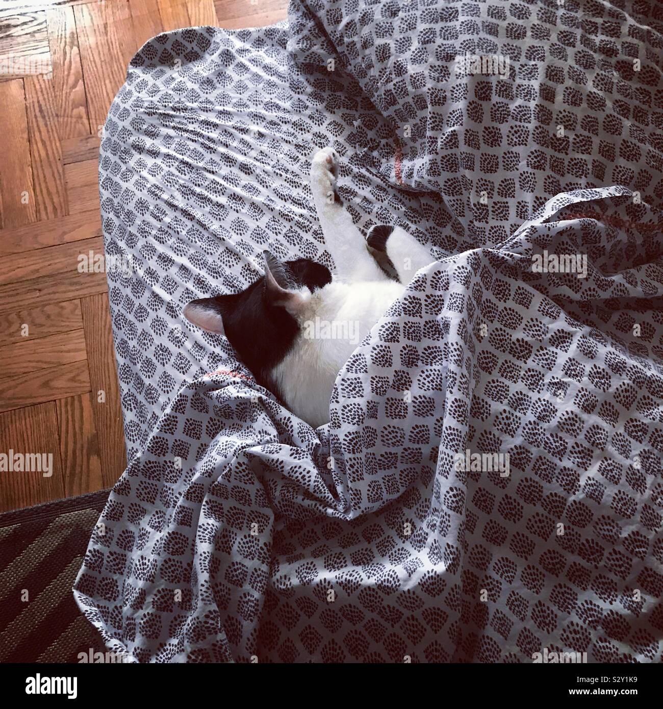 Cat under covers hires stock photography and images Alamy
