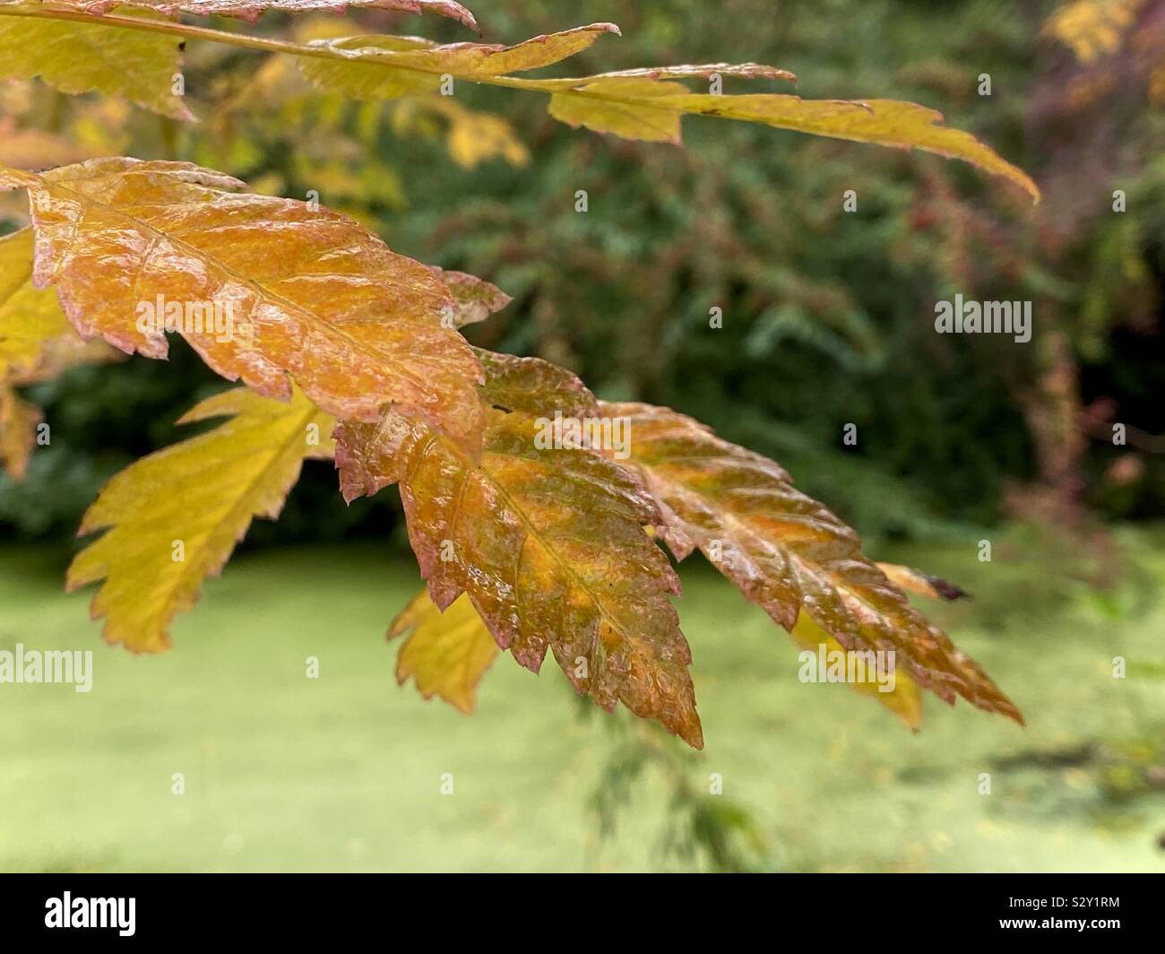 Yellow Autumn Leaves and Green Pond Water Stock Photo