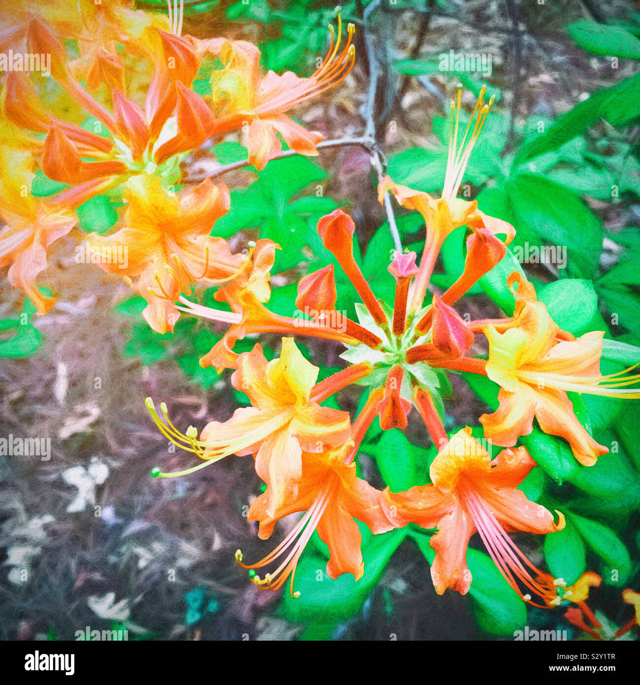 Orange and yellow colored native azalea flower in bloom growing in a shaded woodland garden in the southern USA states. The native azalea is a rhododendron and is a deciduous plant. Stock Photo