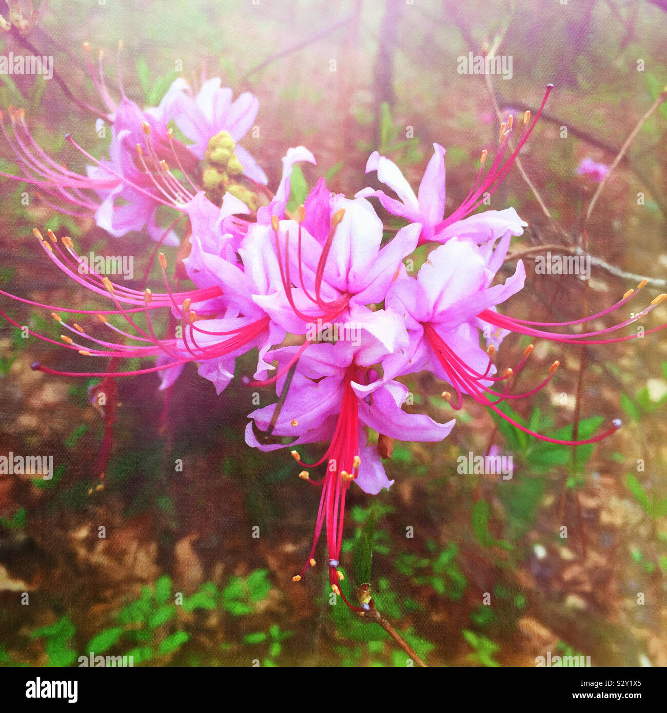 Pink colored native azalea flower in bloom growing in a shaded woodland garden in the southern USA states. The native azalea is a rhododendron and is a deciduous plant. Stock Photo