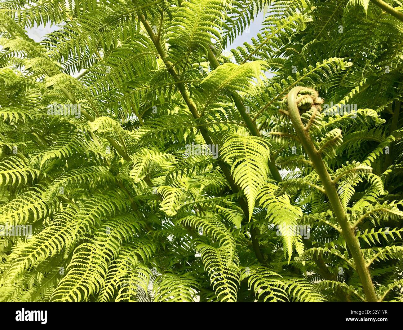 Fronds of the tree fern, Dicksonia, Cyathea Stock Photo