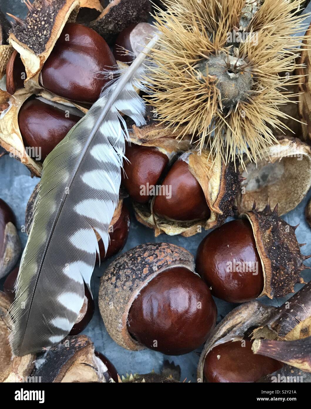 Autumn feathers and conkers Stock Photo