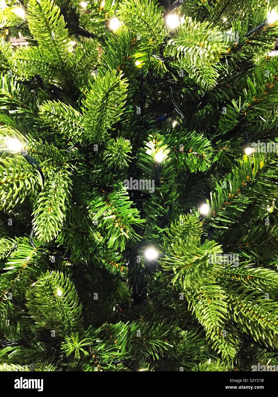 A Christmas background of the green leaves of an Xmas tree with white fairy lights in a full frame festive image with copy space Stock Photo