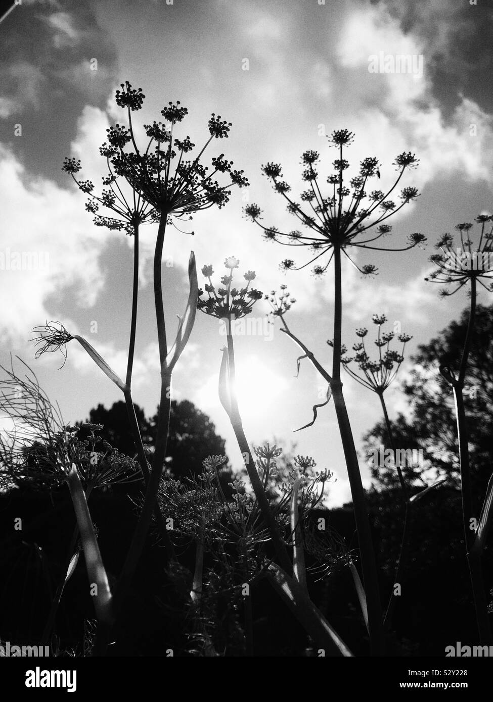 Seed head silhouetted against a bright sun - Smartphone Captured Stock Image