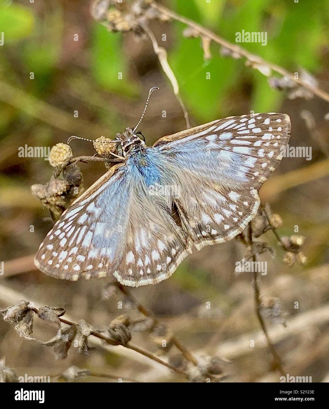 Tropical skipper hi-res stock photography and images - Alamy