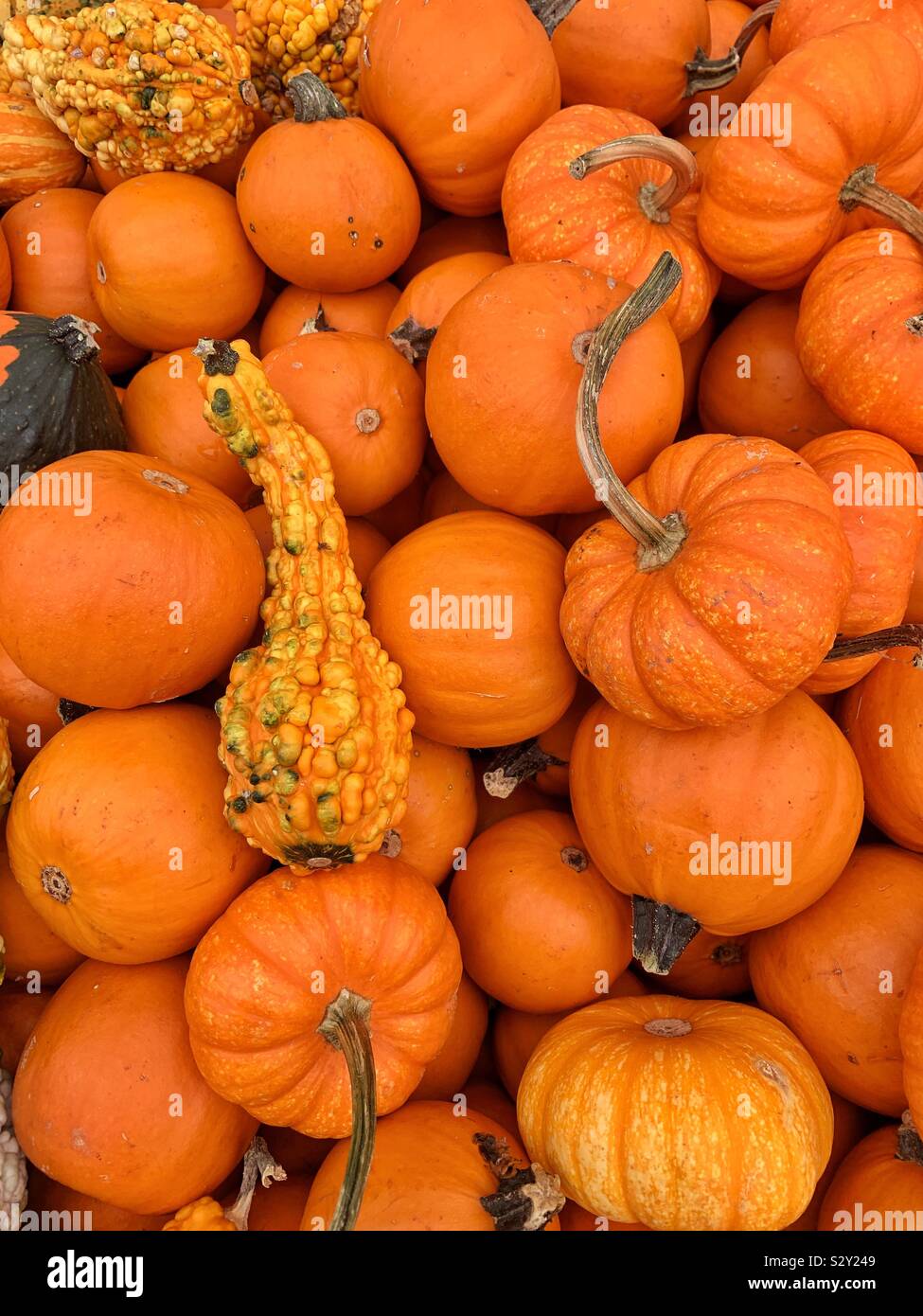 Beautiful fresh orange pumpkins and squash as fall decor. - Smartphone Captured Stock Image
