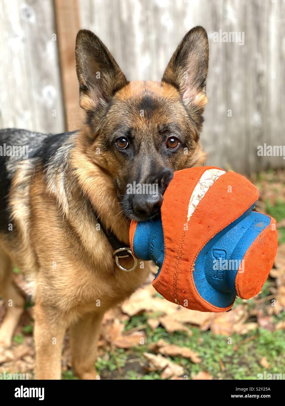Cutest German Shepherd dog holding huge orange ball Stock Photo Alamy
