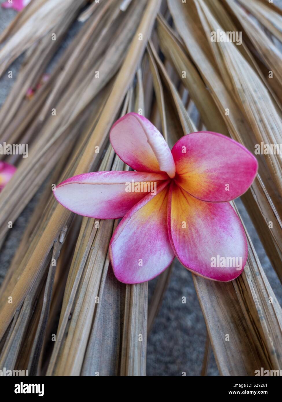 Fallen pink frangipani plumeria flower. Stock Photo