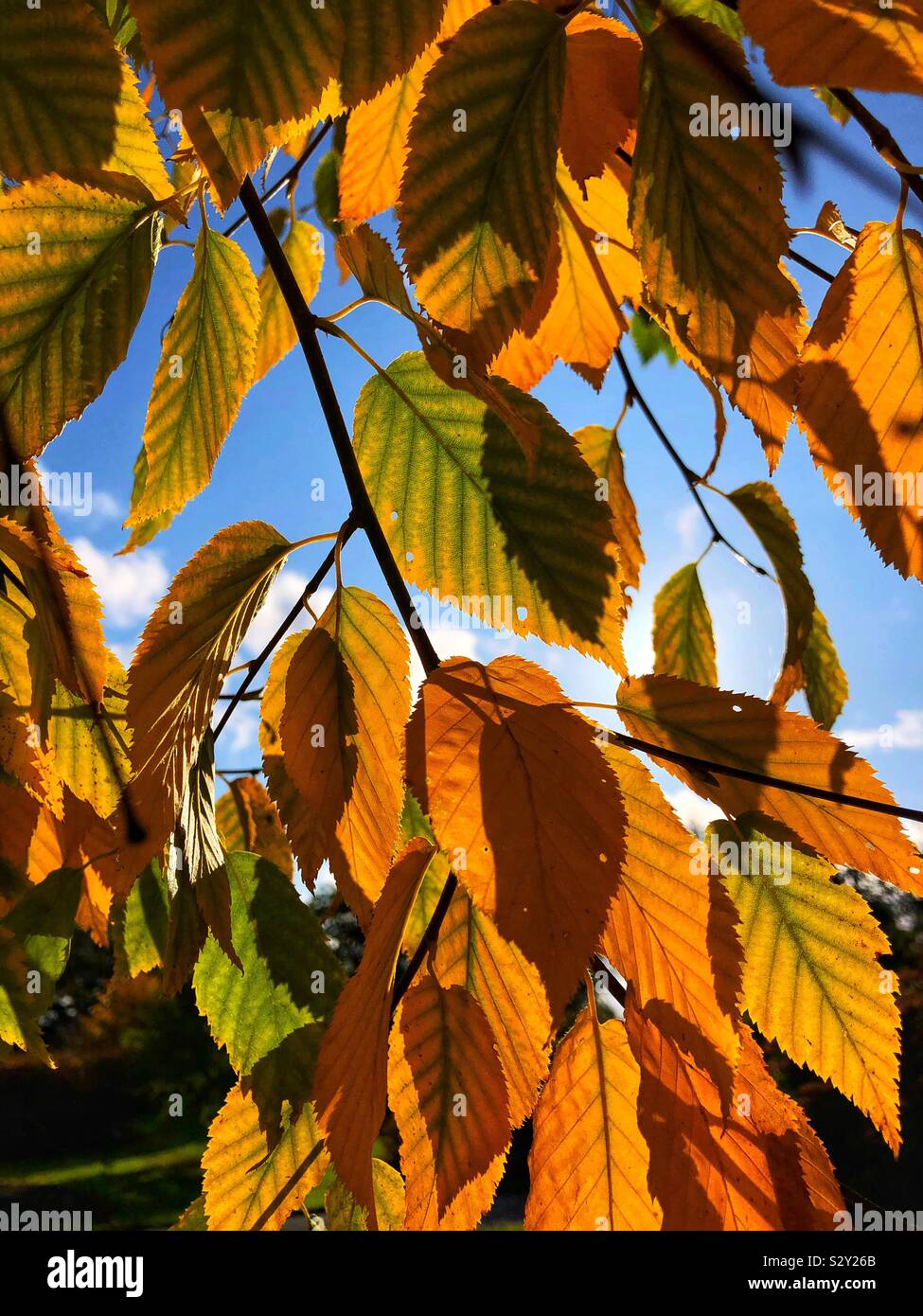 Autumn Colours - Smartphone Captured Stock Image