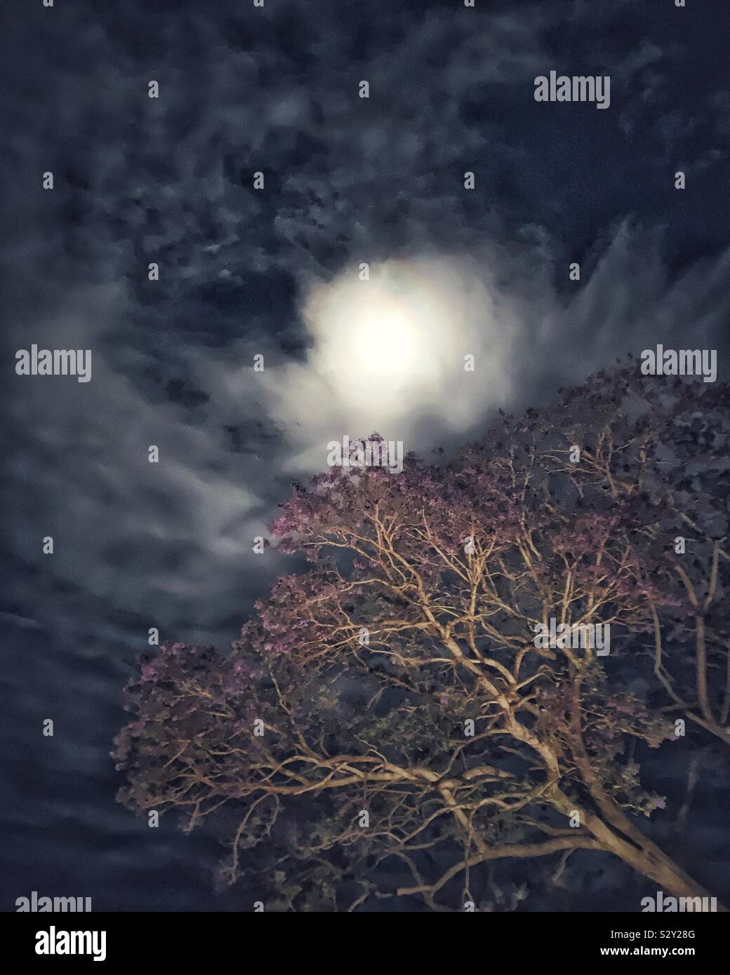 Jacaranda by the moon - Smartphone Captured Stock Image