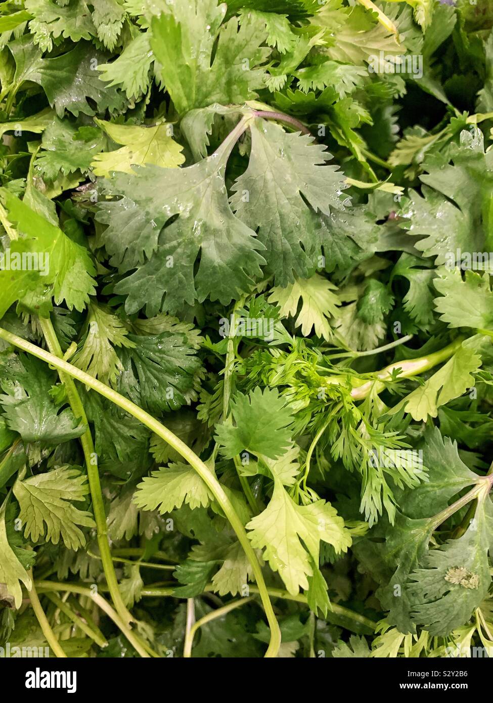 Cilantro leaves hires stock photography and images Alamy