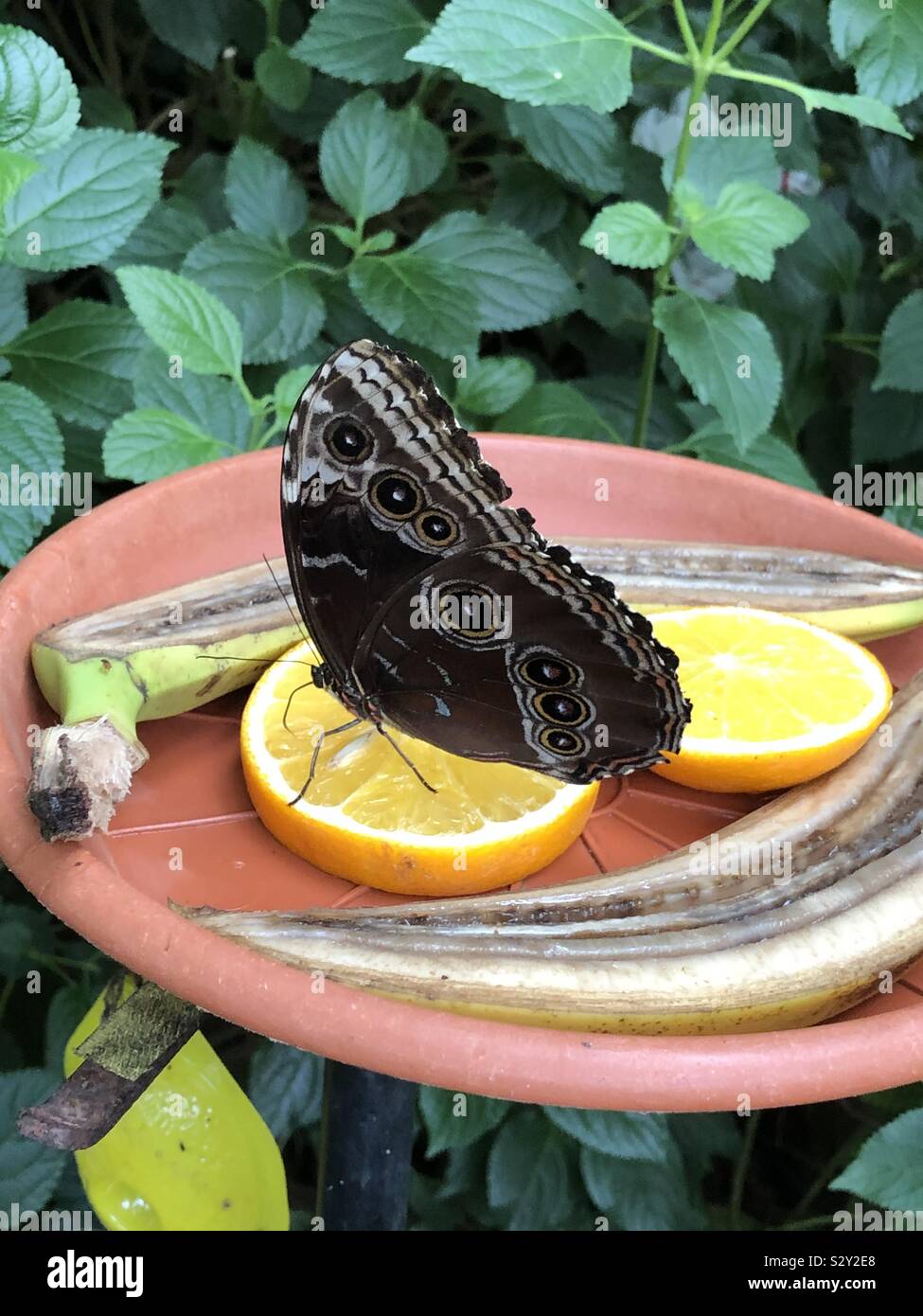 Butterfly eating fruit Stock Photo Alamy