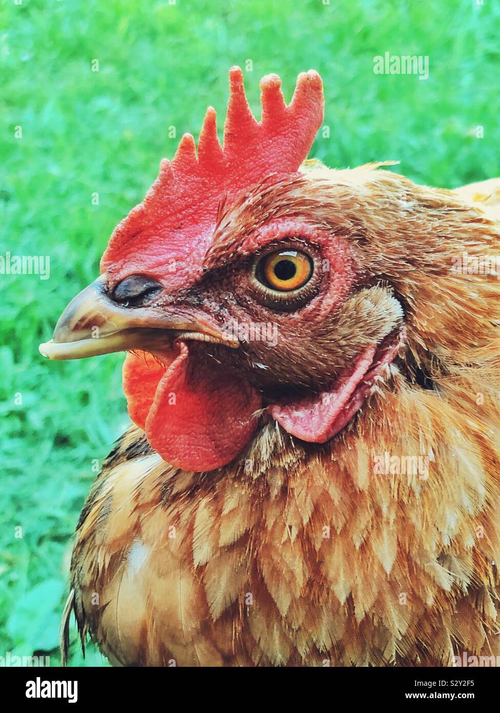 Chicken face hires stock photography and images Alamy