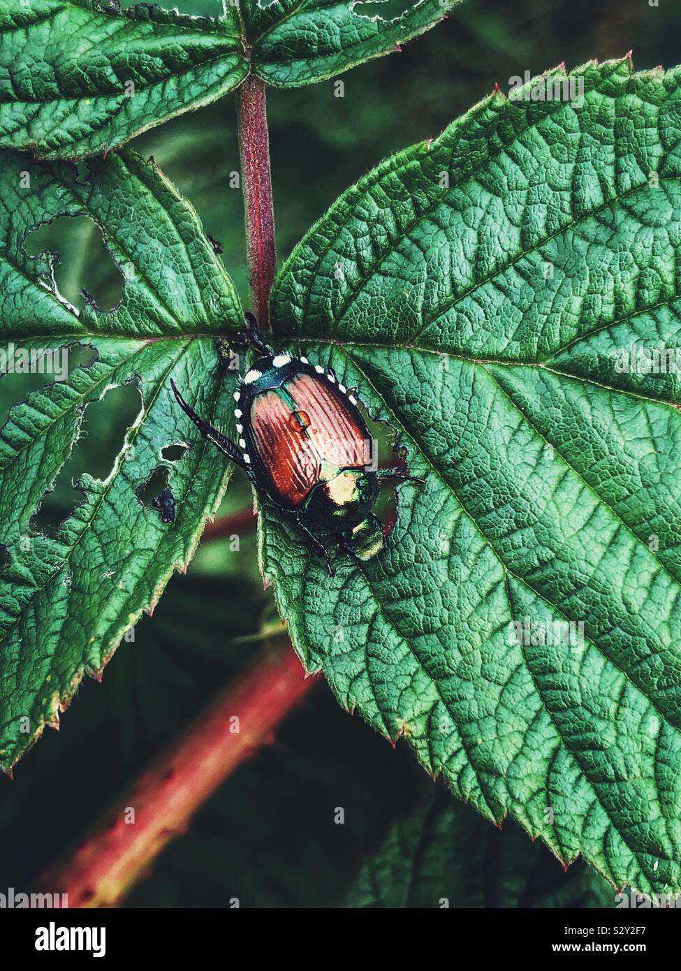 Japanese beetle (Popillia japonica) eating leaf of a raspberry plant Stock Photo Alamy