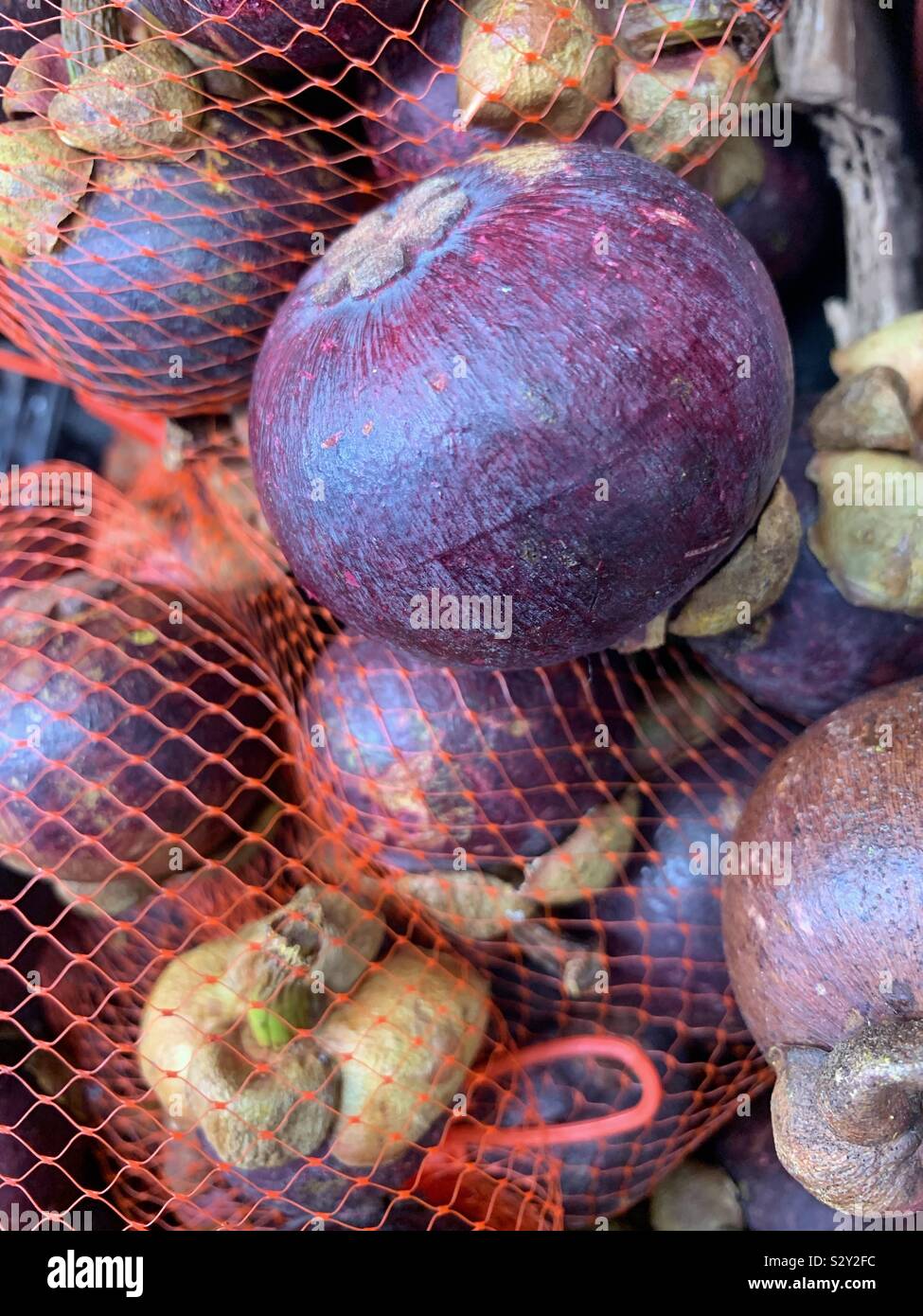 Fresh ripe purple mangosteen, Garcinia mangostana - Smartphone Captured Stock Image