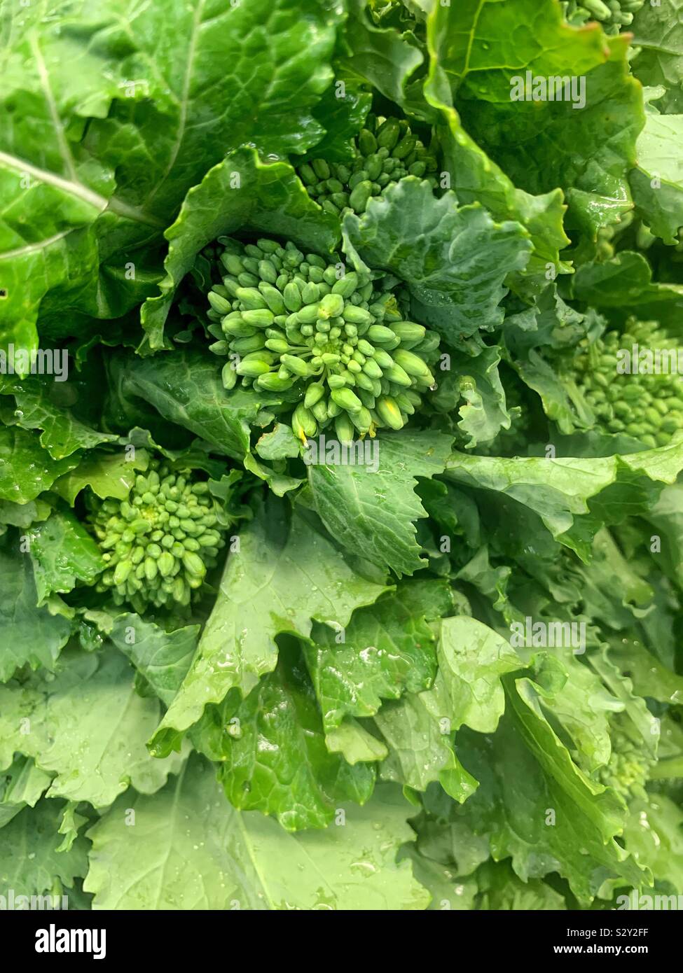 Green rapini, fresh green ripe broccoli rabe Stock Photo Alamy