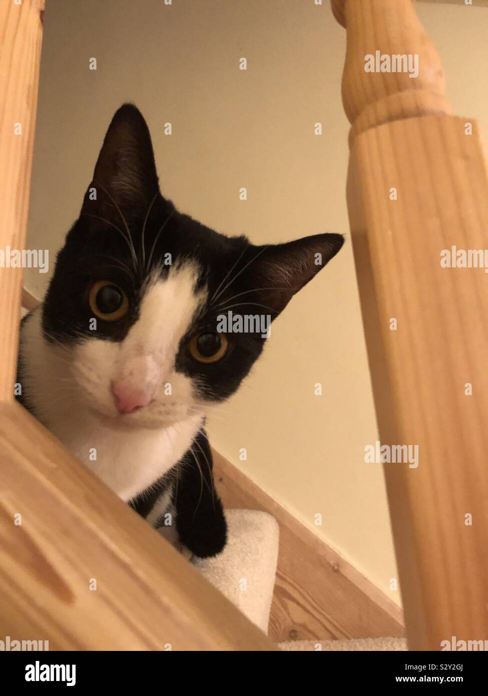 Black and white cat on staircase Stock Photo