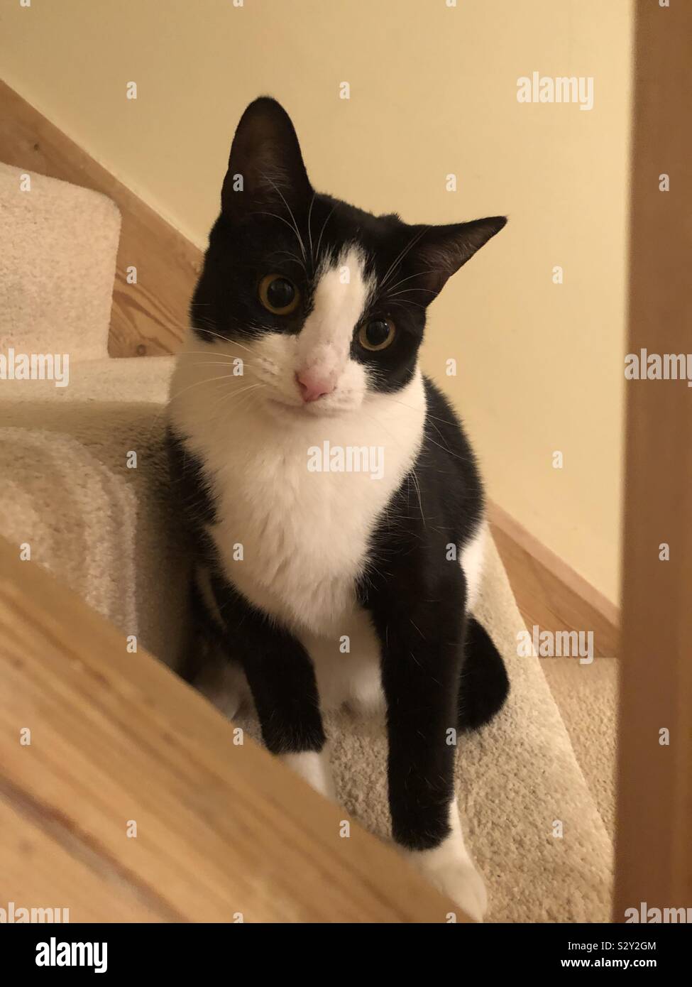 Black and white cat on staircase Stock Photo