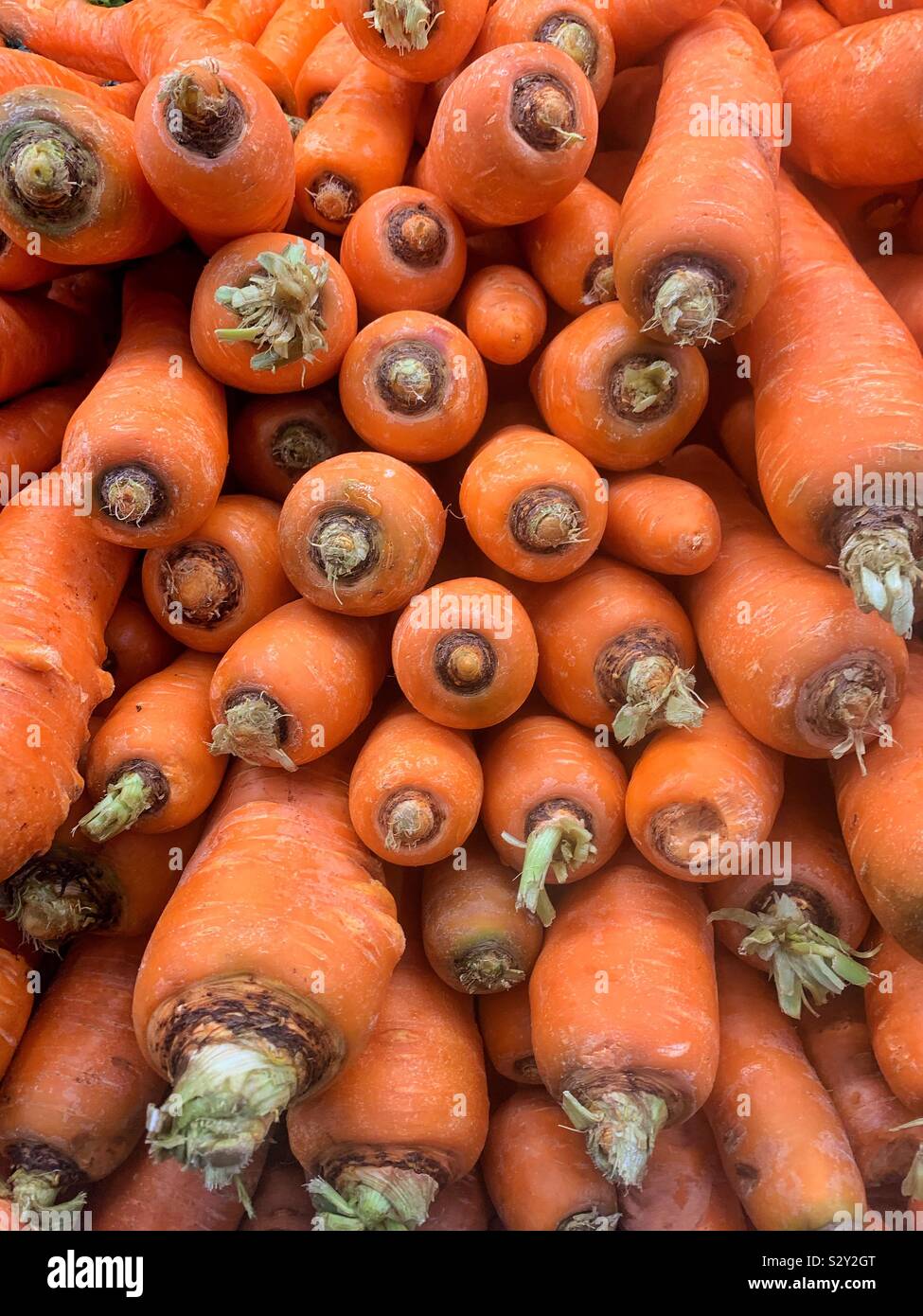 Huge stack of giant orange carrots. - Smartphone Captured Stock Image