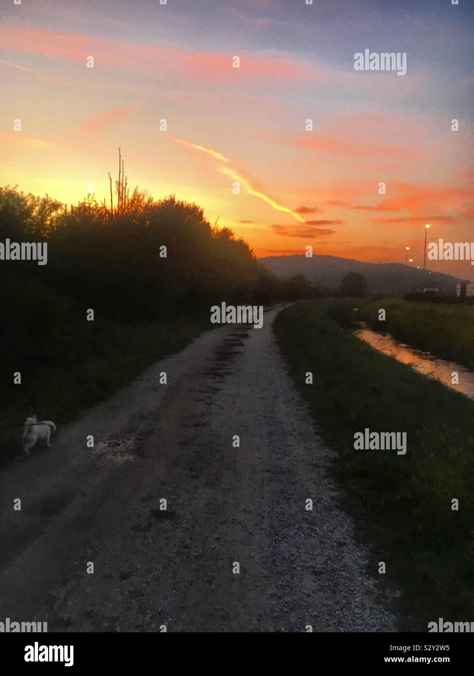 Evening walk with dog Stock Photo Alamy