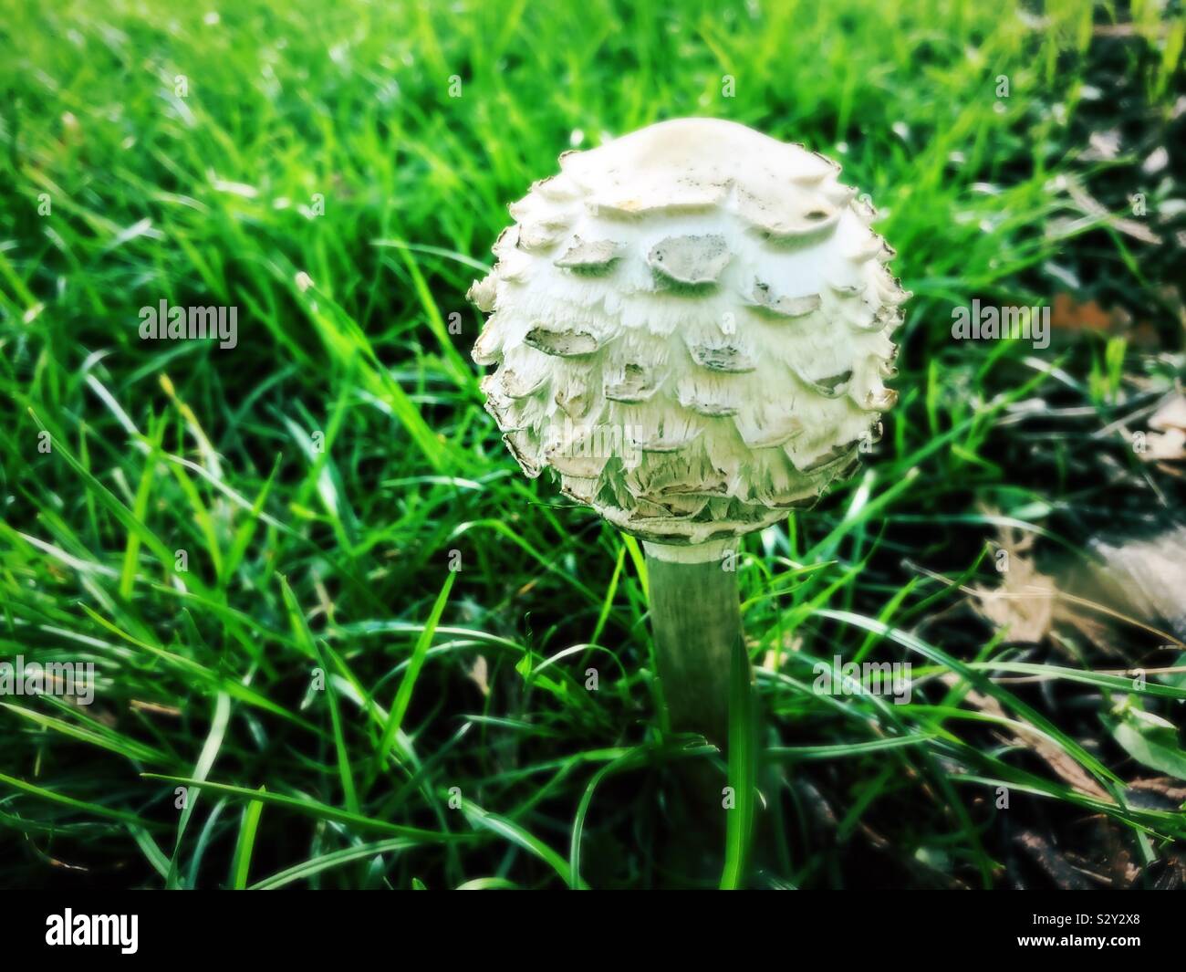 Calvatia  gigantea commonly known as Giant puffball mushroom Stock Photo
