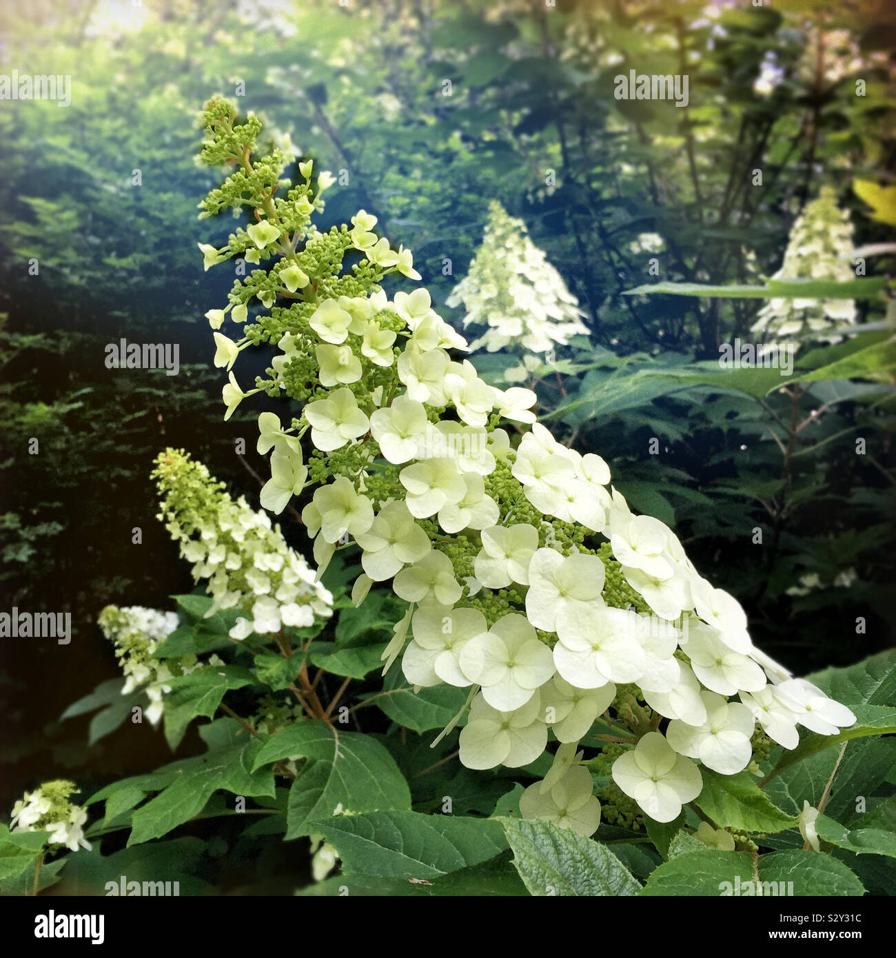 Bright colorful flowers of the oakleaf hydrangea plant also known as