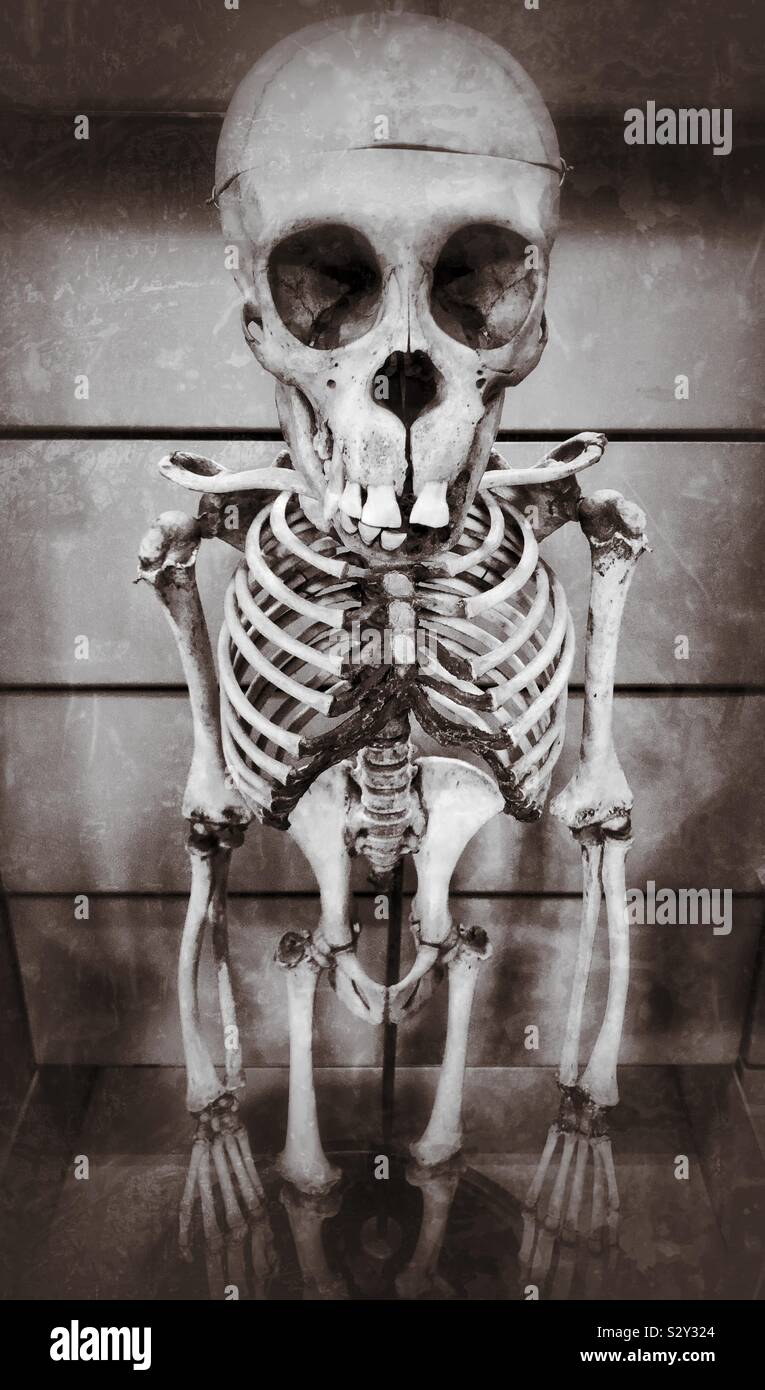 The skeleton of a chimpanzee - this one is on display at a museum in a European city. A grunge effect filter has been added to create an interesting effect. Photo Credit - © COLIN HOSKINS. - Smartphone Captured Stock Image