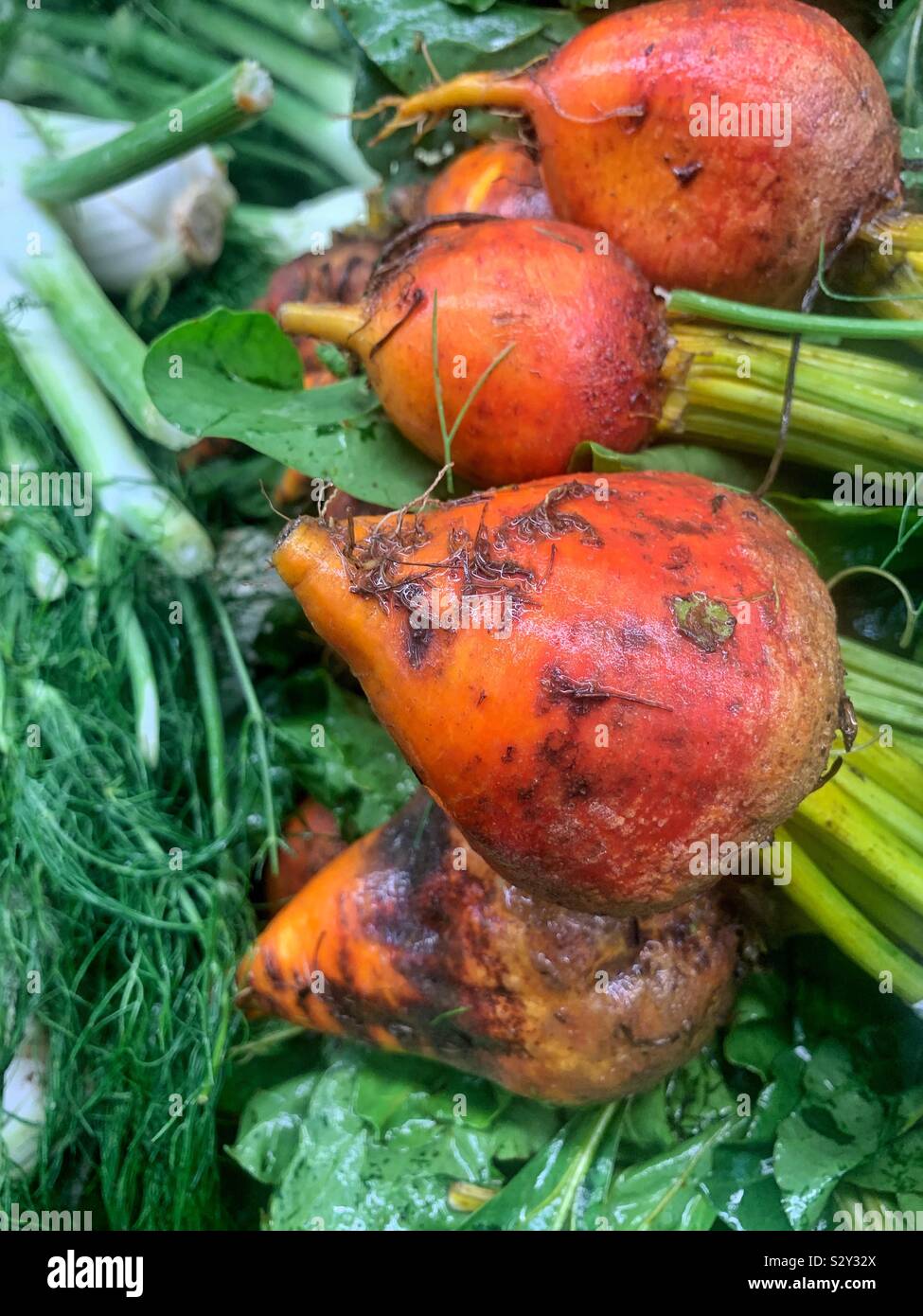 Fresh delicious golden beets, table beet, garden beet, sugar beet, red beet, dinner beet or golden beet. - Smartphone Captured Stock Image