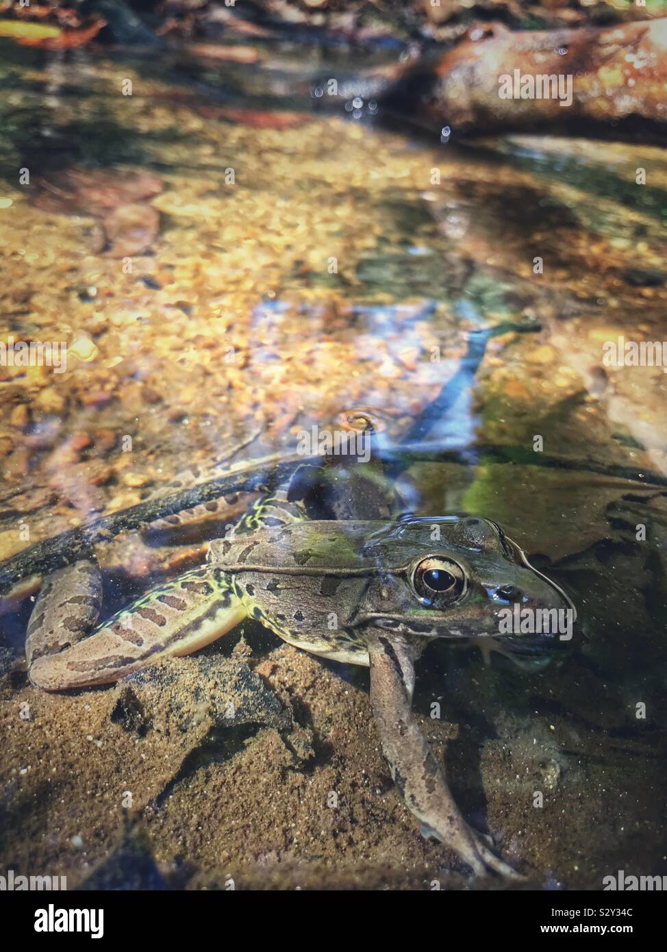 American water frog in a North Carolina stream - Smartphone Captured Stock Image