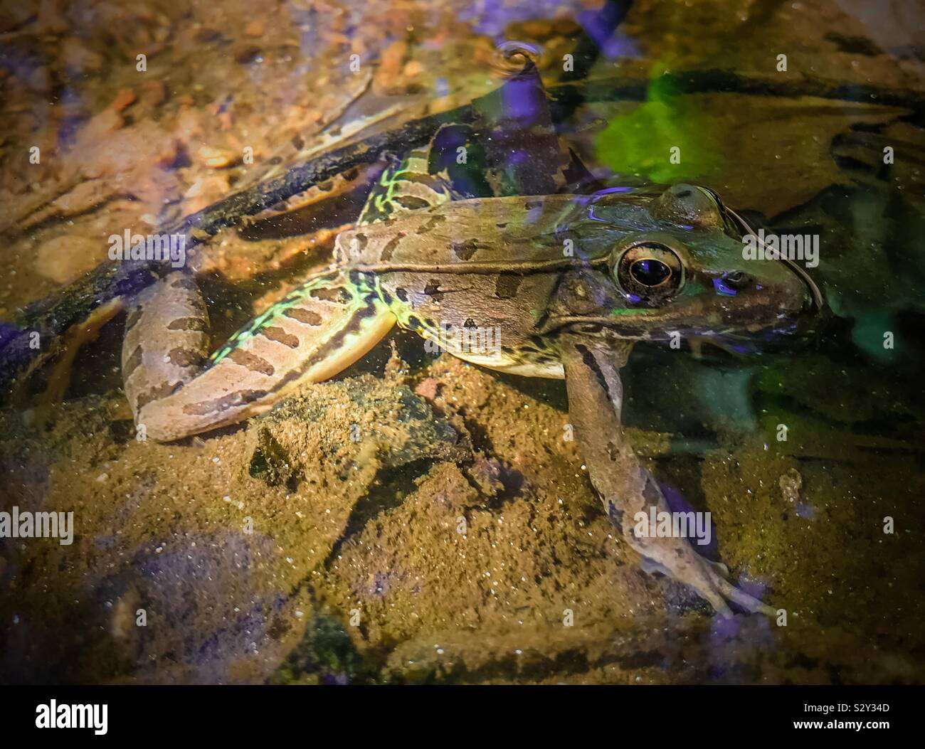 Leopard frog in North Carolina creek - Smartphone Captured Stock Image