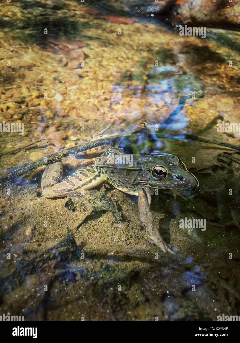 Southern leopard frog in North Carolina creek - Smartphone Captured Stock Image